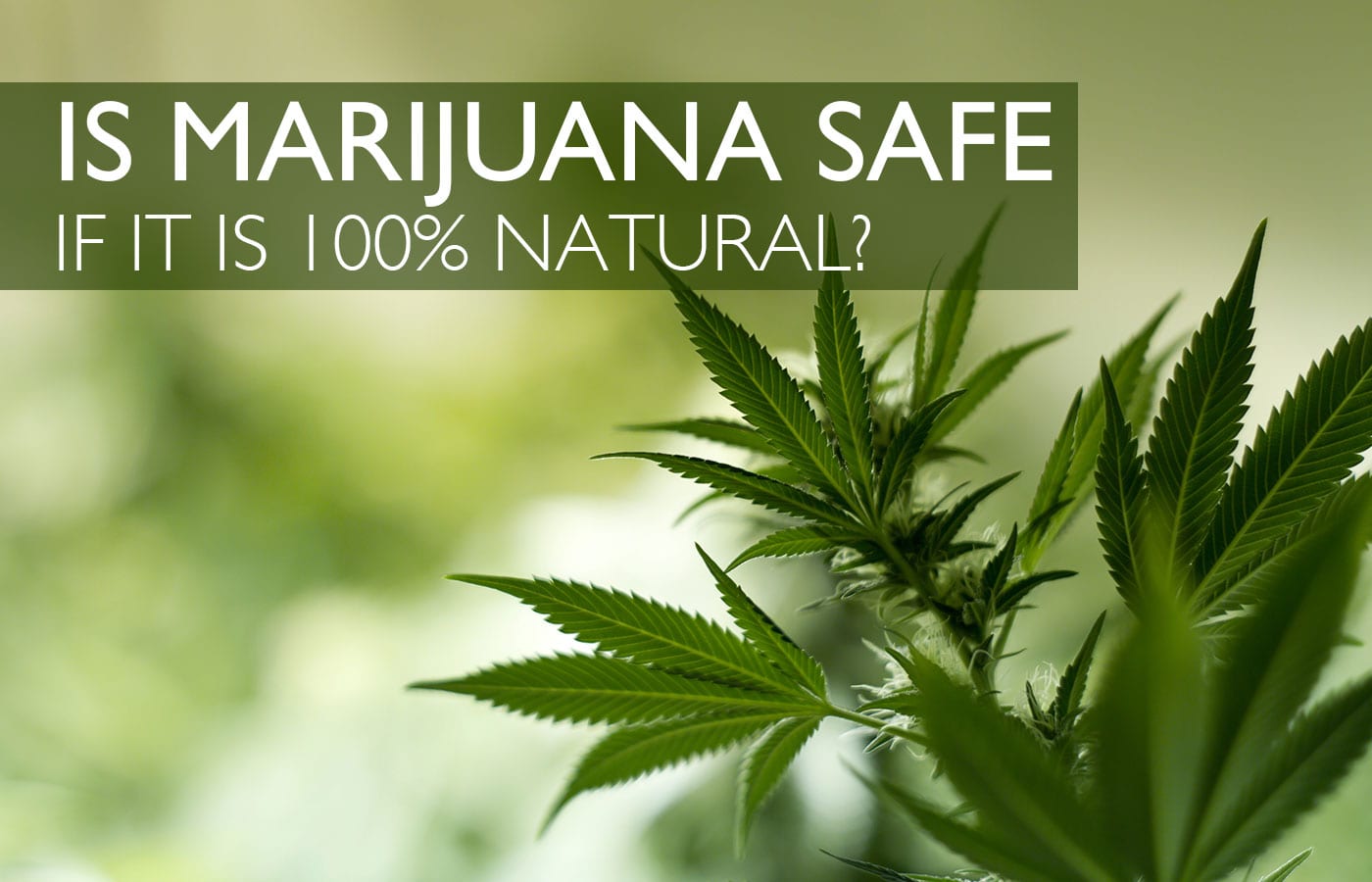Is Marijuana Safe if it is 100% Natural?